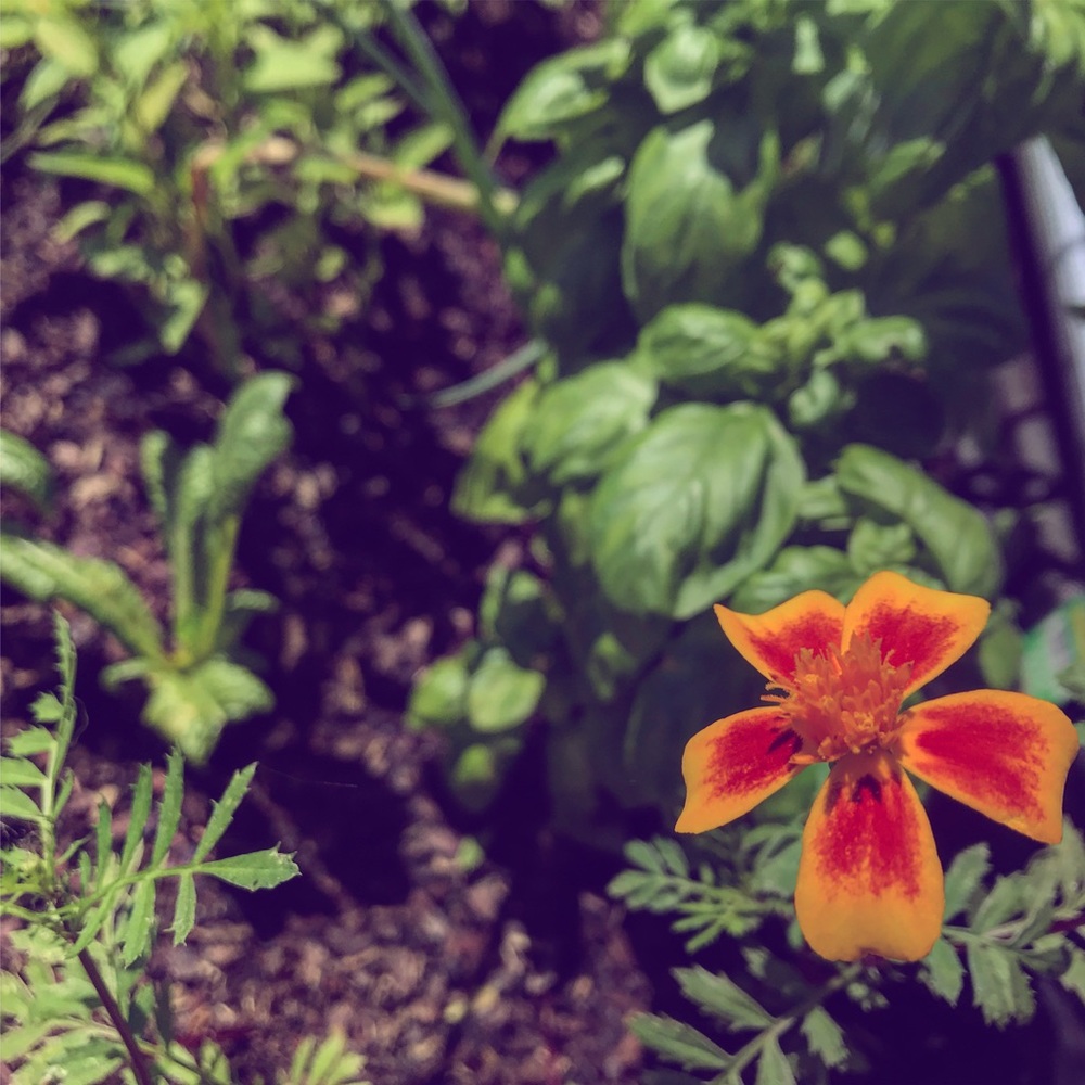 Meet your Posher, Amber